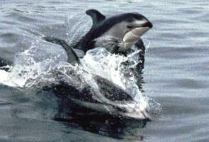 "What's Your Porpoise" Seminars