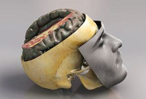 Anatomy of a brain revealing a mood and face.